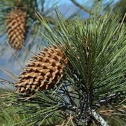  (17/05/2017) Pinus coulteri added by Shoot)