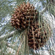  (18/05/2017) Pinus sabineana added by Shoot)