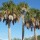  (18/05/2017) Sabal palmetto added by Shoot)