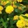  (19/05/2017) Lantana 'New Gold' added by Shoot)