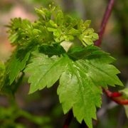  (20/05/2017) Acer glabrum added by Shoot)
