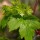  (20/05/2017) Acer glabrum added by Shoot)