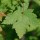  (20/05/2017) Acer glabrum subsp. douglasii added by Shoot)
