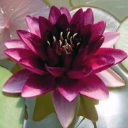  (20/05/2017) Nymphaea 'Almost Black' added by Shoot)