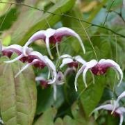  (20/05/2017) Epimedium 'Madame Butterfly' added by Shoot)
