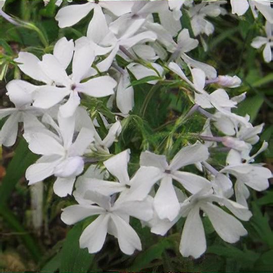 Phlox divaricata 'White Perfume'
