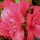 (20/05/2017) Rhododendron 'Florida' added by Shoot)