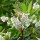  (21/05/2017) Clethra arborea added by Shoot)