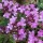  (23/05/2017) Thymus polytrichus subsp. britannicus  added by Shoot)