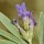  (23/05/2017) Lavandula latifolia added by Shoot)