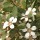  (23/05/2017) Leptospermum laevigatum added by Shoot)