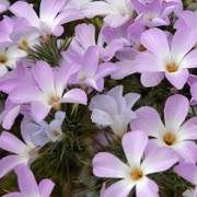  (23/05/2017) Linanthus grandiflorus added by Shoot)