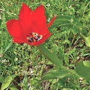  (23/05/2017) Tulipa fosteriana added by Shoot)
