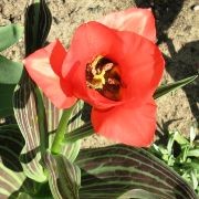  (23/05/2017) Tulipa greigii added by Shoot)