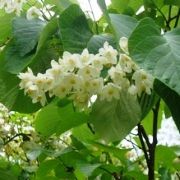  (23/05/2017) Styrax obassia added by Shoot)