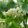  (23/05/2017) Styrax obassia added by Shoot)