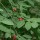  (25/05/2017) Vaccinium parvifolium  added by Shoot)