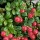  (25/05/2017) Vaccinium vitis-idaea subsp. minus added by Shoot)