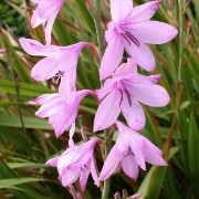  (25/05/2017) Watsonia borbonica added by Shoot)