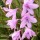  (25/05/2017) Watsonia borbonica added by Shoot)