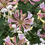  (25/05/2017) Lonicera periclymenum 'Strawberries and Cream' added by Shoot)