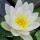  (25/05/2017) Nymphaea candida added by Shoot)