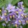  (26/05/2017) Solanum crispum added by Shoot)