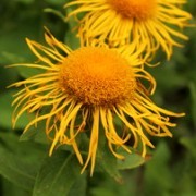  (31/05/2017) Inula orientalis  added by Shoot)
