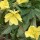  (31/05/2017) Oenothera stubbei added by Shoot)