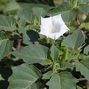  (31/05/2017) Datura inoxia  added by Shoot)