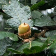  (01/06/2017) Quercus garryana added by Shoot)