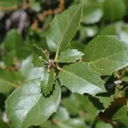  (01/06/2017) Quercus wislizenii added by Shoot)