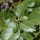  (01/06/2017) Quercus wislizenii added by Shoot)