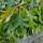  (01/06/2017) Quercus kelloggii added by Shoot)