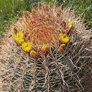  (02/06/2017) Ferocactus cylindraceus added by Shoot)