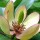  (02/06/2017) Magnolia figo added by Shoot)