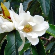  (02/06/2017) Magnolia doltsopa added by Shoot)