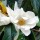  (02/06/2017) Magnolia doltsopa added by Shoot)