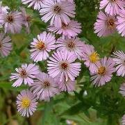  (03/06/2017) Aster 'Kylie' added by Shoot)