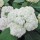  (03/06/2017) Hydrangea arborescens 'Bounty' added by Shoot)