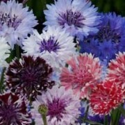  (03/06/2017) Centaurea cyanus Frosted Queen Mix added by Shoot)