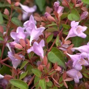  (04/06/2017) Abelia 'Pink Pong' added by Shoot)