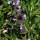  (06/06/2017) Salvia brandegeei added by Shoot)