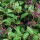  (06/06/2017) Salvia chiapensis added by Shoot)