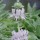  (06/06/2017) Salvia leucophylla added by Shoot)