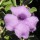  (07/06/2017) Leucophyllum langmaniae added by Shoot)