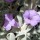  (07/06/2017) Leucophyllum zygophyllum added by Shoot)