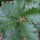  (10/06/2017) Quercus dentata 'Carl Ferris Miller' added by Shoot)