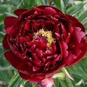  (10/06/2017) Paeonia lactiflora 'Peter Brand' added by Shoot)
