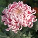 Chrysanthemum 'Allouise Pink'